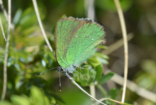 Zeleni kupinar (Callophrys rubi)