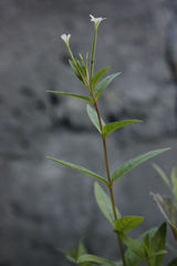 Epilobium pseudorubescens
