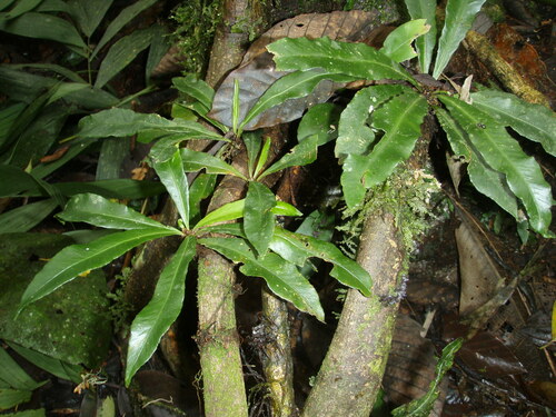 Asplenium pseudoangustum