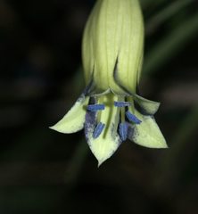 Billardiera macrantha