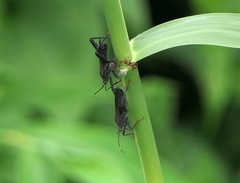 Notobitus meleagris