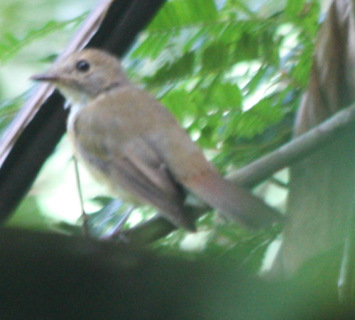 Muscicapidae