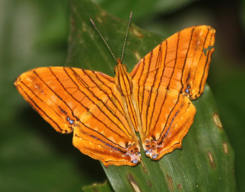 Chersonesia risa