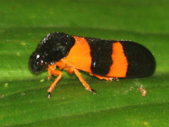 Cosmoscarta