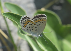 Plebejus idas