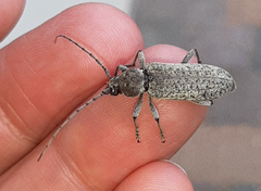 Trichoferus holosericeus