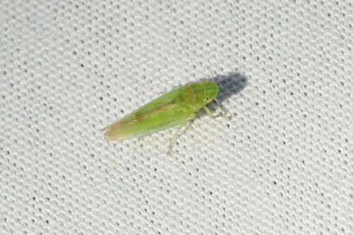 iNaturalist observation photo of Neocoelidiana obscura