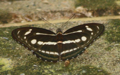 Athyma pravara