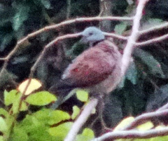 Streptopelia tranquebarica