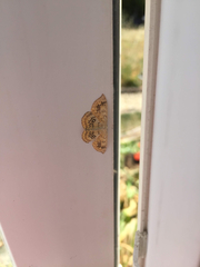 Cyclophora annularia