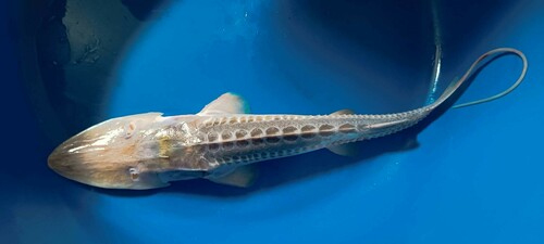 Amu Darya shovelnose sturgeon (Pseudoscaphirhynchus kaufmanni) — Acipenseridae — 3