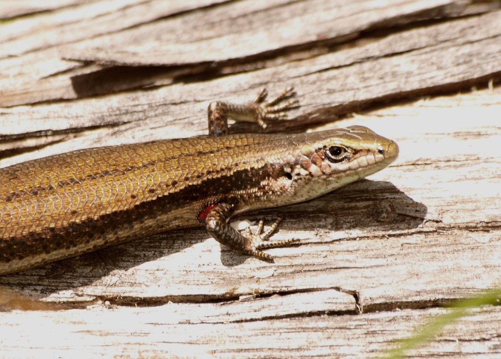 Southern Grass Skink