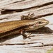 Entrecasteaux's Skink - Photo (c) tleitch, some rights reserved (CC BY-NC-ND), uploaded by tleitch