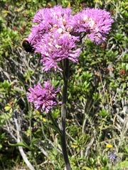 Adenostyles alliariae