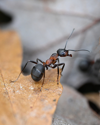 Formica polyctena × rufa
