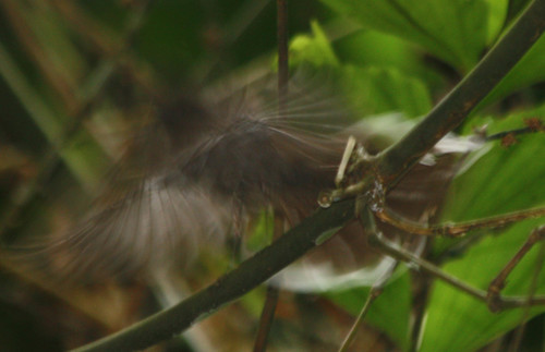Rhipidura albicollis
