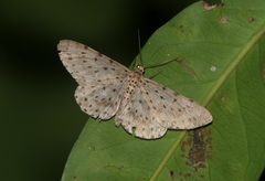Percnia fumidaria