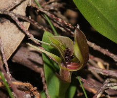 Chiloglottis jeanesii