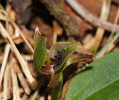 Chiloglottis jeanesii