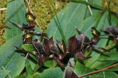 Chiloglottis jeanesii