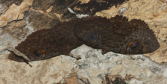 Erebus macrops