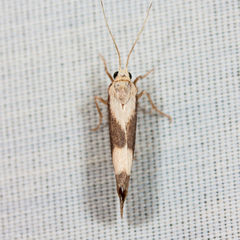 Cisthene faustinula