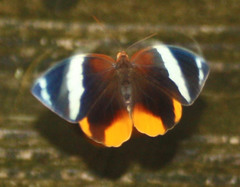 Thauria lathyi