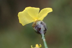 Xyris baldwiniana