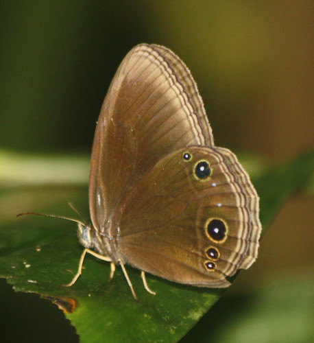 Zipaetis unipupillata