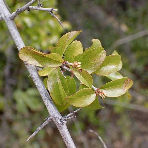 Image of Sageretia wrightii by (c) Sue Carnahan, some rights reserved (CC BY)