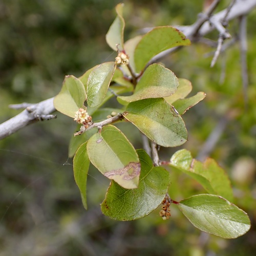 Image of Sageretia wrightii by (c) Sue Carnahan, some rights reserved (CC BY)