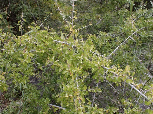 Image of Sageretia wrightii by (c) Sue Carnahan, some rights reserved (CC BY)