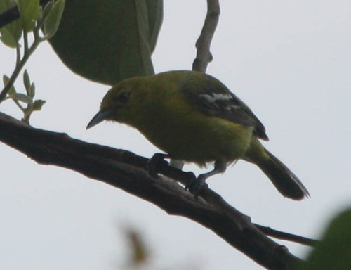 Aegithina tiphia