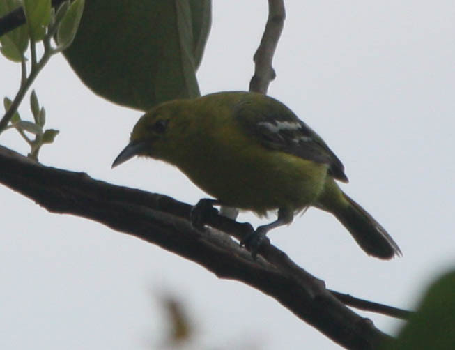 Common Iora