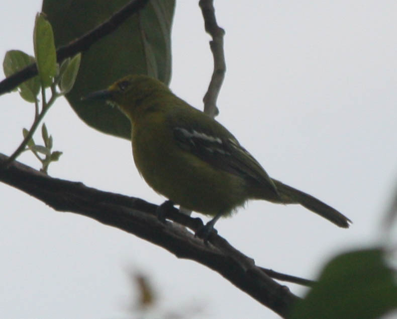 Common Iora