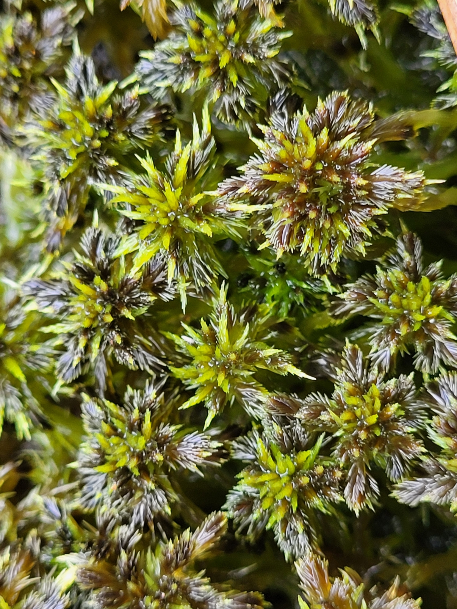 Sphagnum majus