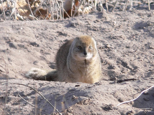 Cynictis penicillata