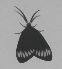 Cyclosia panthona