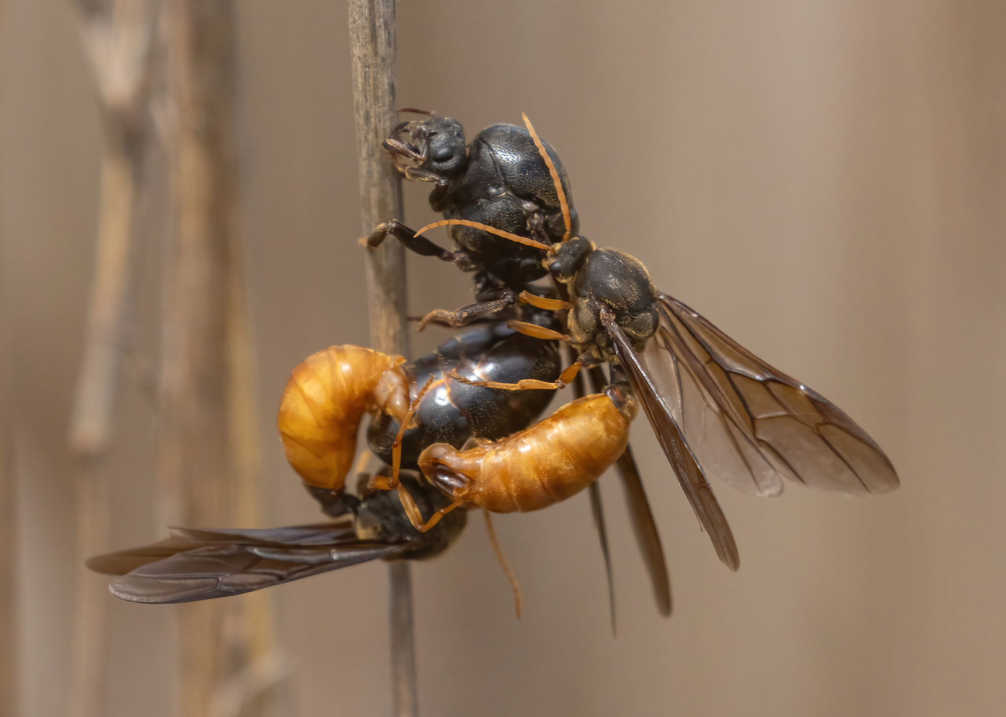 African Thief Ant (Carebara vidua) · iNaturalist