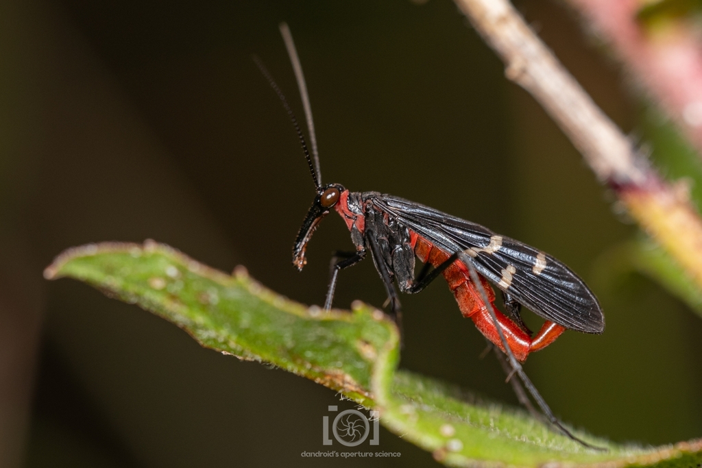 Mourning Scorpionfly