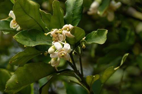 Citrus maxima