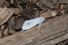 Euproctis chrysorrhoea