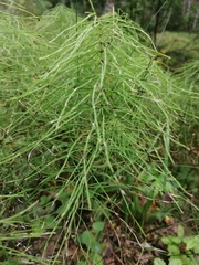 Equisetum pratense image