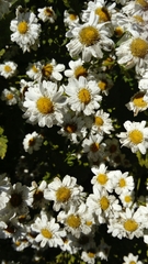 Tanacetum parthenium