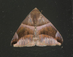 Bastilla