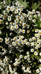Tanacetum parthenium