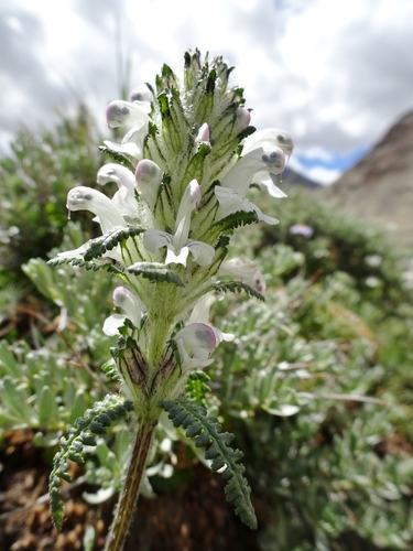 White Lousewort (Pedicularis albida)