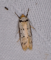 Philobota thiocrossa