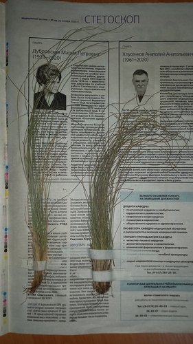 Festuca duvalii