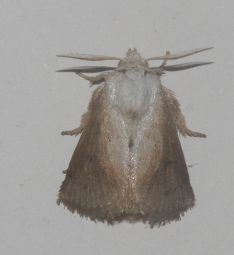 Limacodidae